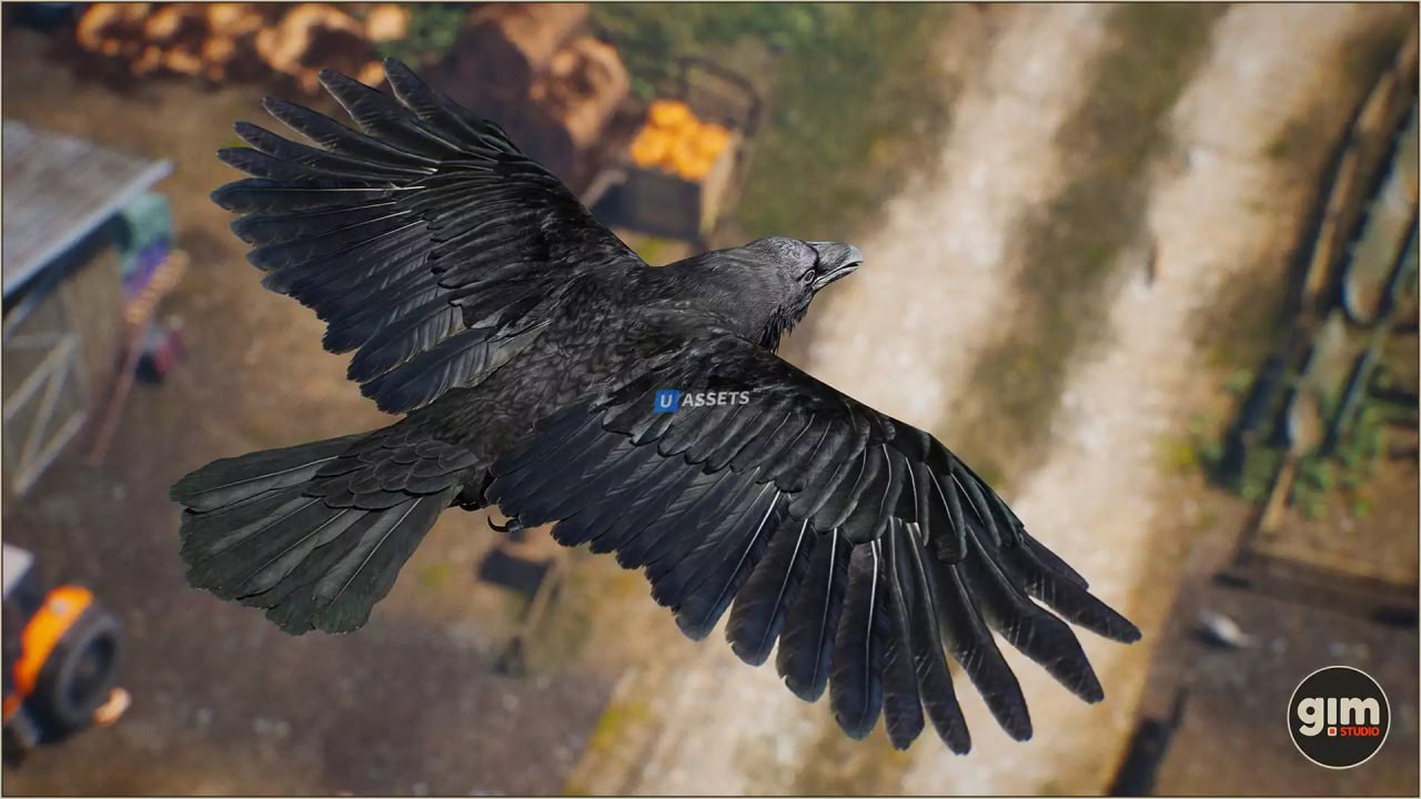 Animalia - Raven📱